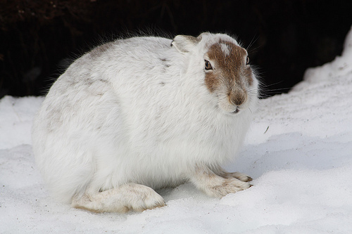 hare].jpg